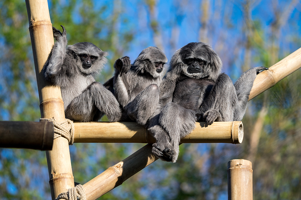 Tierpark Hellabrunn München Silbergibbon Familie